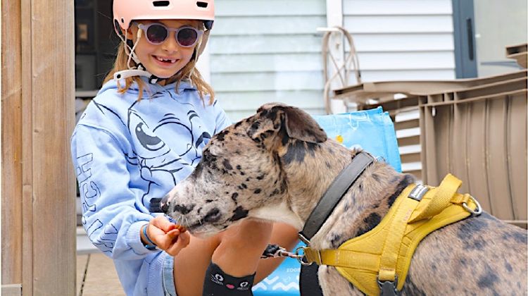 QUATRE PATTES - Zoomalia et Sandaya bichonnent vos vacances… et votre chien !